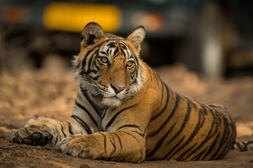 A male tiger cub resting on one of jungle trail in early morning light at ranthambore tiger reserve, India