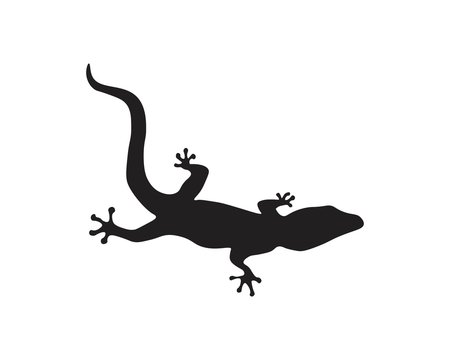 Lizard vector, design, animal, and reptile, gecko