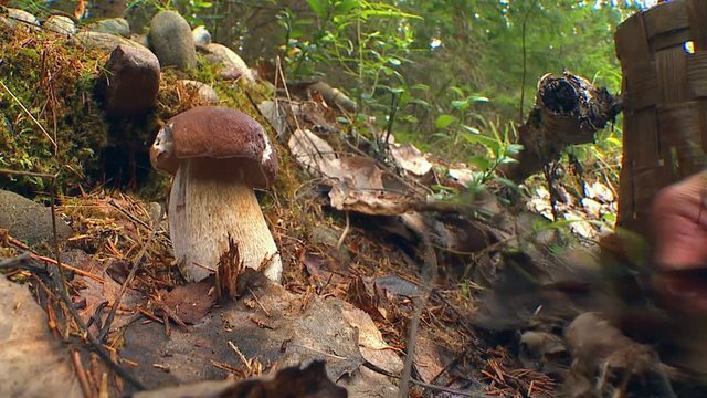 Autumn day mushroom picker walks through the woods and gathers mushrooms in a basket.