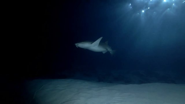 Nurse Shark with fishing hook slowly swim over sandy bottom in the night. Tawny Nurse Shark, Nebrius ferrugineus, Indian Ocean, Maldives
