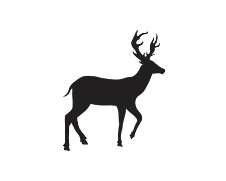 animal antler and deer vector design