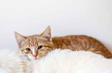 Cute little ginger kitten sleeping in soft white blanket 