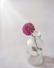 single flower in vase