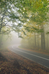 An asphalt road that goes through a misty dark misterious pine forest