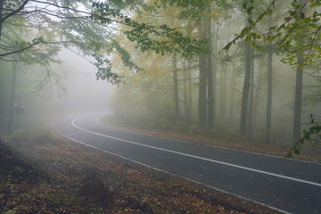 An asphalt road that goes through a misty dark misterious pine forest