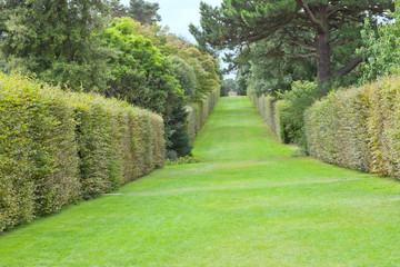 Wide green grass path between trimmed leafy hedge uphill to a gate, in a park, English countryside, summertime .