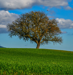 lonely tree