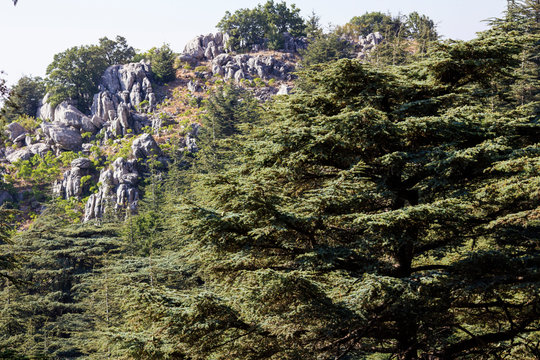 Cedar forest in Lebanon. The mountains of Lebanon are covered with thick cedar forests. Cedar is the symbol of Lebanon