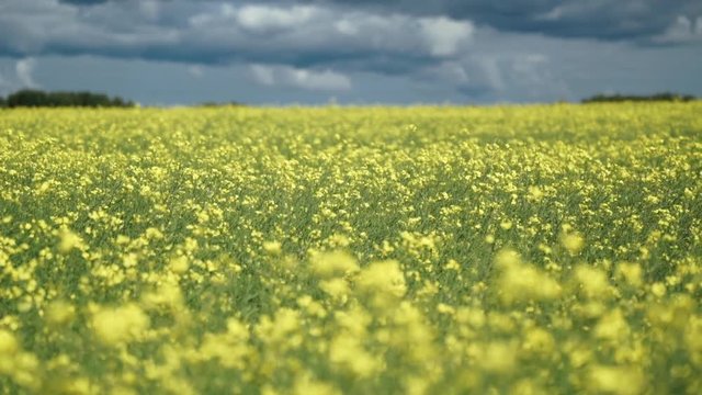 spring fields full of yellow rapeseed flowers for canola oil production