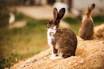 Cute bunny rabbit sitting in the garden.Animal nature background.Easter day concept idea.