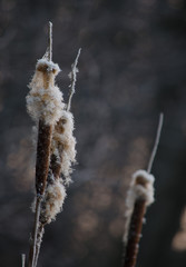 Reed in Morning Light