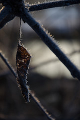 Frosty Leaf