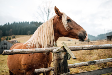 horse in a fenced in area outdoors