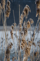 Frosty Reed