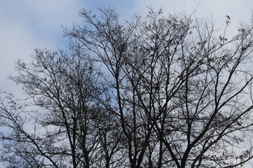 Fototapeta premium barren trees