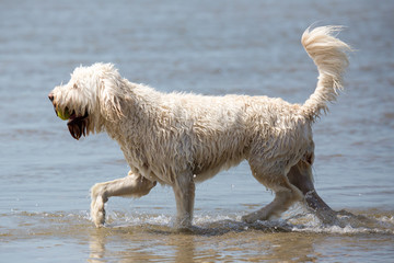 Schöner Hund am Meer/Strand