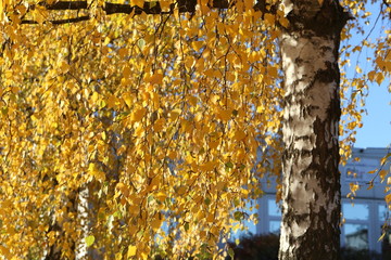 Bright autumn foliage. Bright autumn foliage on trees.