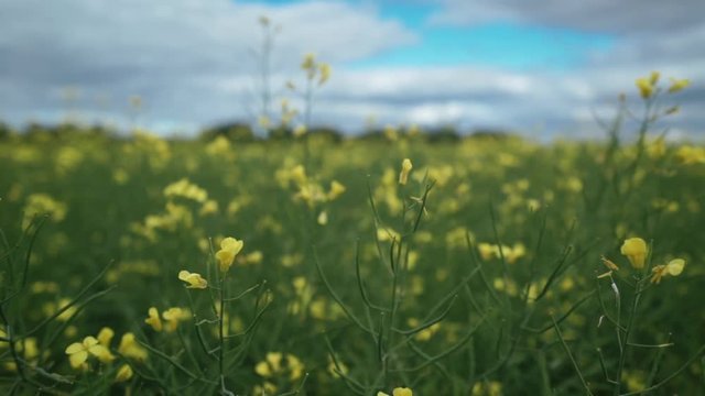 camera moves across the field through yellow rapeseed flowers, close-up