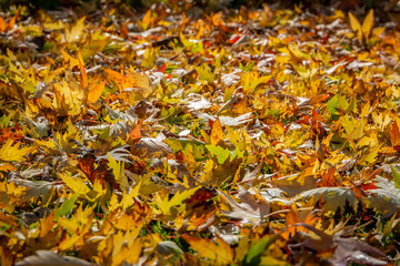 Graceful yellow, red and green fall leaves of Acer saccharinum and of Liquidambar styraciflua on the green grass. Nature concept for design