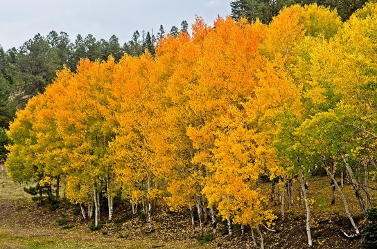 Fall Color Panos