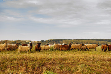 Sheep grazing on the field