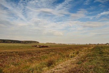 Obraz premium Sheep grazing on the field