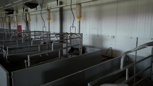 empty new clean pens in maternity room are on modern industrial pig-breeding farm