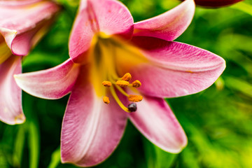 Close Up Lily