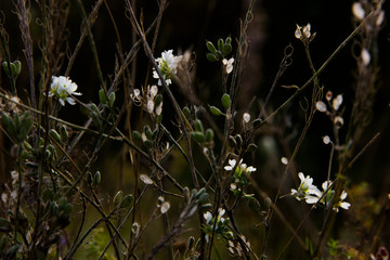 Flowers background. White flowers and twigs on black blurred background. Abstract background with flowers. Nature, ecology concept. Macro flowers, close-up. 