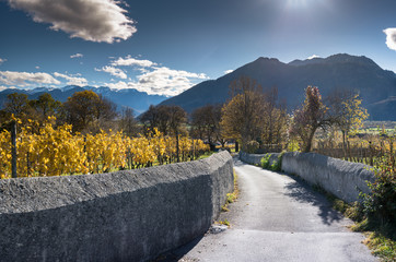 wonderful autumn view of the Maienfeld region in the Swiss Alps with golden grapevines and vineyards and a view of the mountains of the Rhine Valley in the Grisons of Switzerland