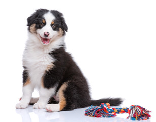 Beautiful happy Australian shepherd puppy is sitting frontal and looking at camera, isolated on white background. Dog with toy - colorful cotton rope for games.