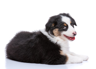Beautiful happy Australian shepherd puppy dog lying on floor and looking at camera, isolated on white background