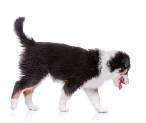 Fototapeta premium Playful Australian Shepherd purebred puppy, 2 months old looking away. Happy black Tri color Aussie dog, isolated on white background.