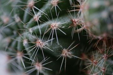 Cactus