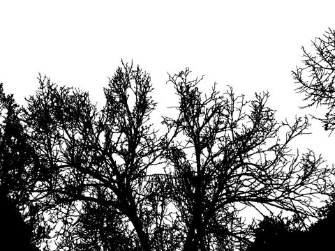 Trees silhouette isolated on white background vector