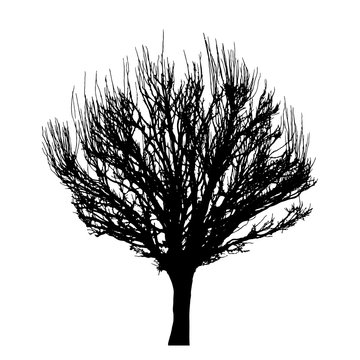 Tree silhouette isolated on white background vector