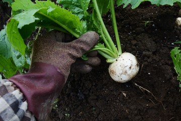 Harvest of turnip / Kitchen garden