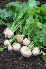Harvest of turnip / Kitchen garden