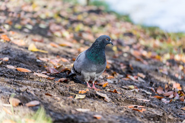 Gołąb chodzący po ziemi w parku