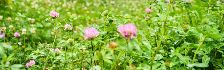 meadow of flowering clover
