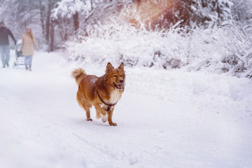 Family and dog walk together in a winter park with snow,