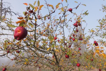 Pomme sur l'arbre