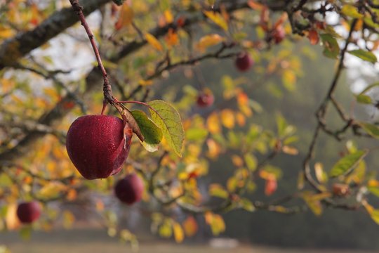 Pomme rouge