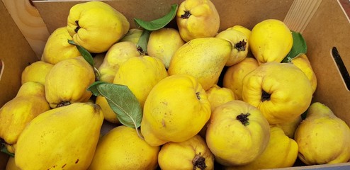 Quinces in autumn