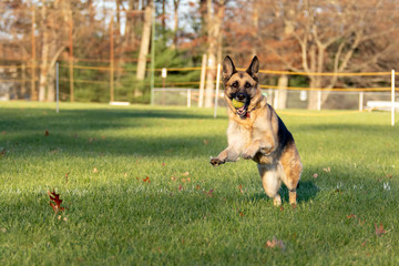 German Shepherd with Tennis Ball