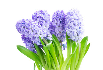 Obraz premium Hyacinth blue flowers with green leaves isolated on white background