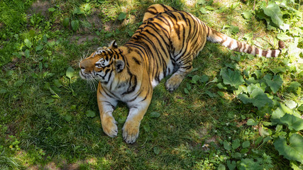 Zoo Sauvage de Saint-Felicien, CA