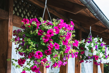 Fototapeta na wymiar Baskets of hanging petunia flowers on balcony. Petunia flower in ornamental plant.