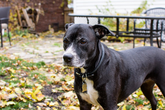 Cute dog in autumn standing in back yard fall dog and pet photography with room for copy