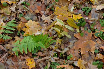 Autumn leaves with frost on ground in forest
